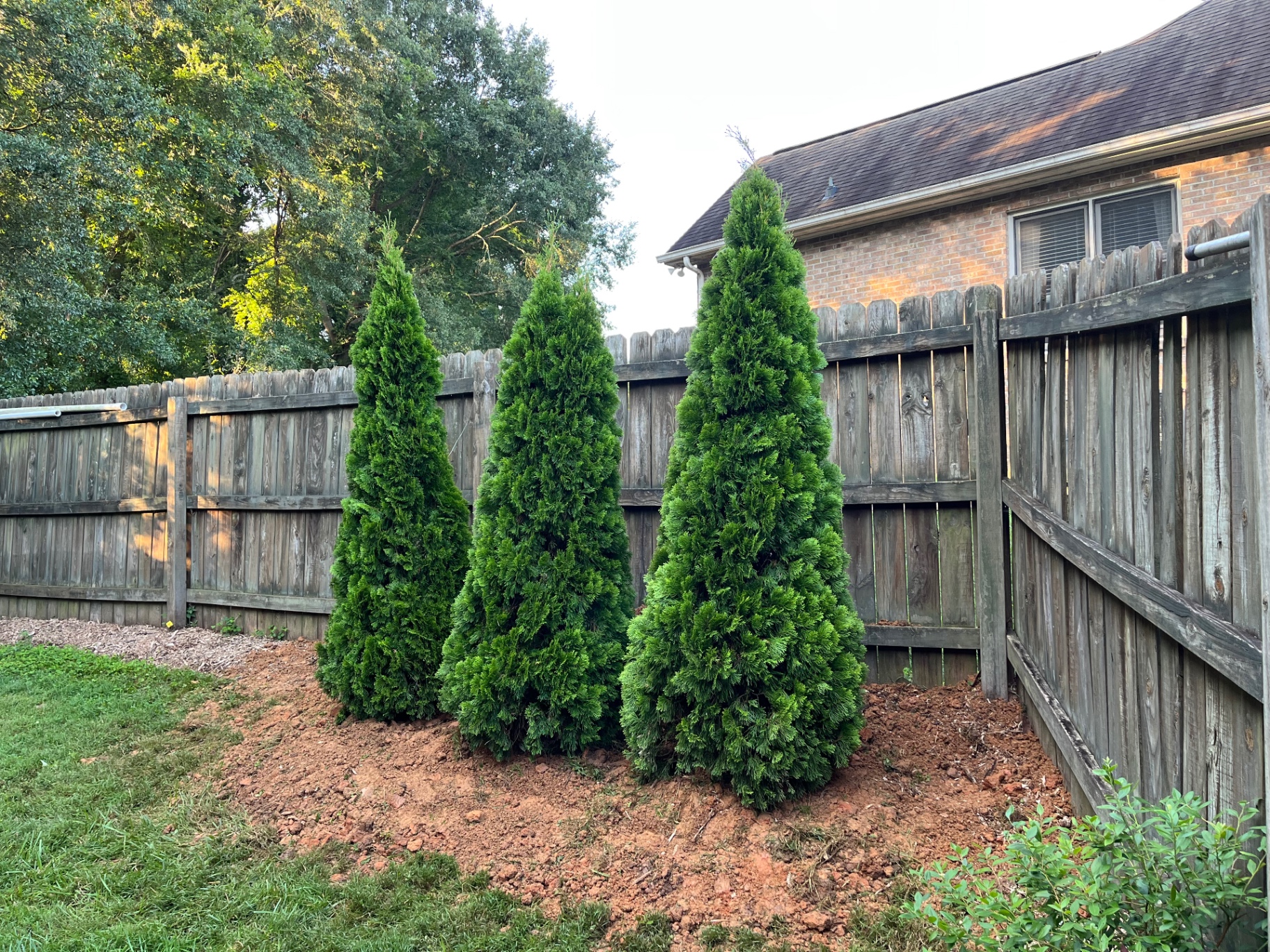Three newly planted emerald green arborvitae along a wooden privacy fence in a fresh bed in Stanley, NC