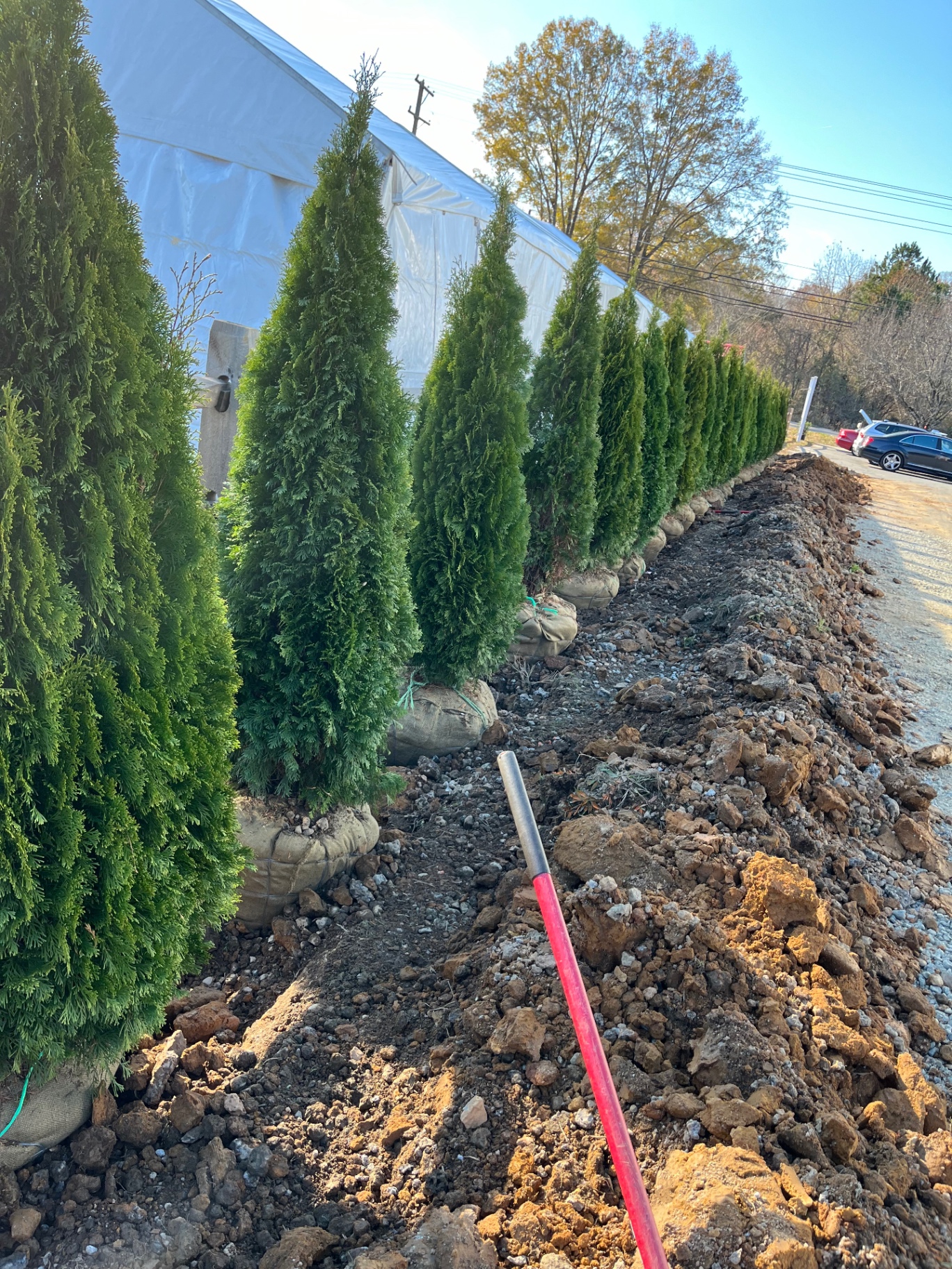 Row of emerald green arborvitae with burlap root balls staged along a freshly dug planting bed during a privacy screening installation in Davidson, NC