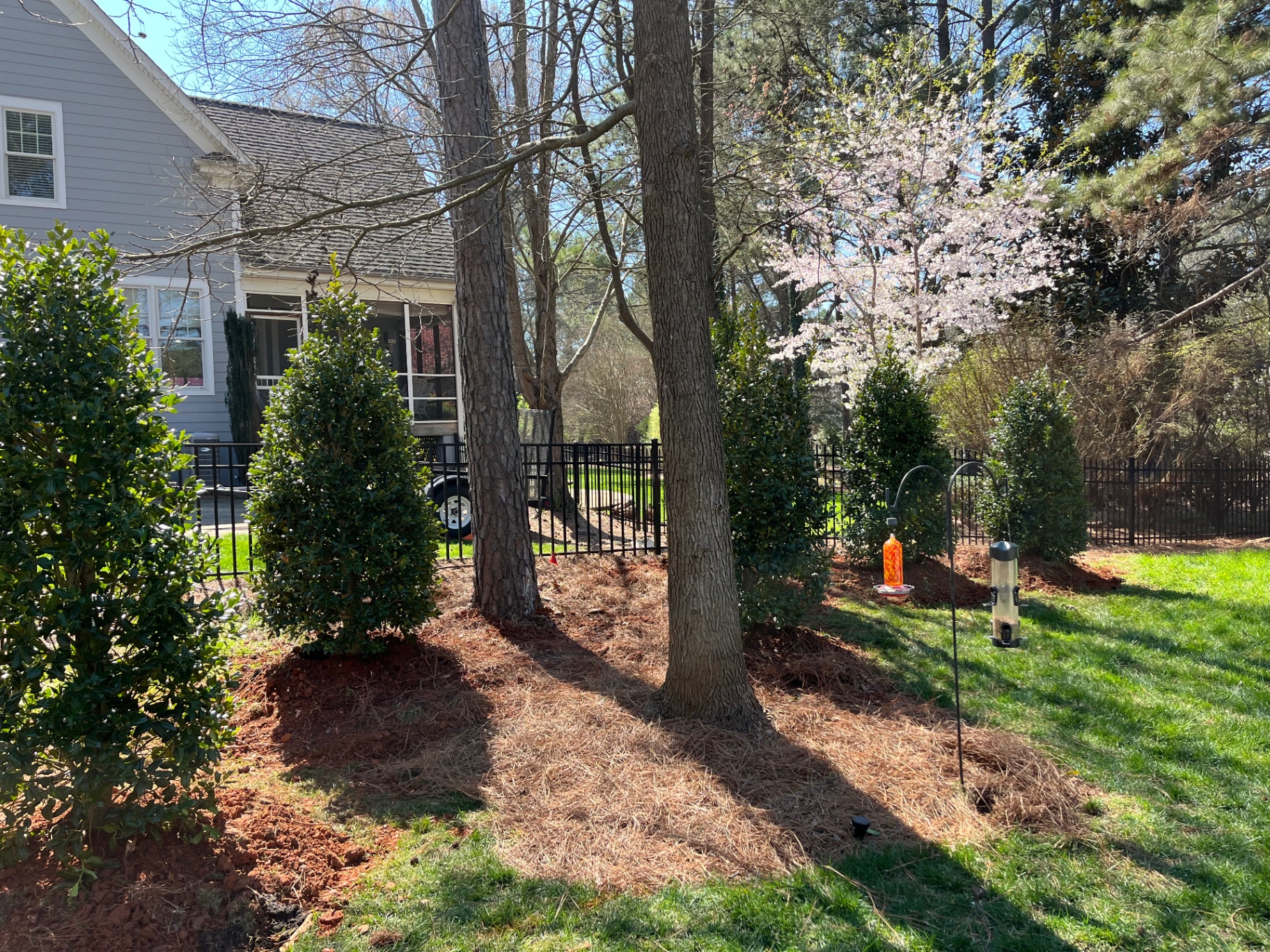 Fresh pine straw bed around mature trees with newly planted hollies along an iron fence in Statesville, NC