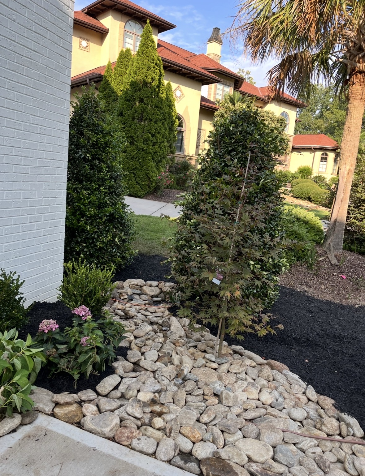 Japanese maple and hydrangeas in a new black-mulch bed with a river rock border beside a driveway in Mooresville, NC