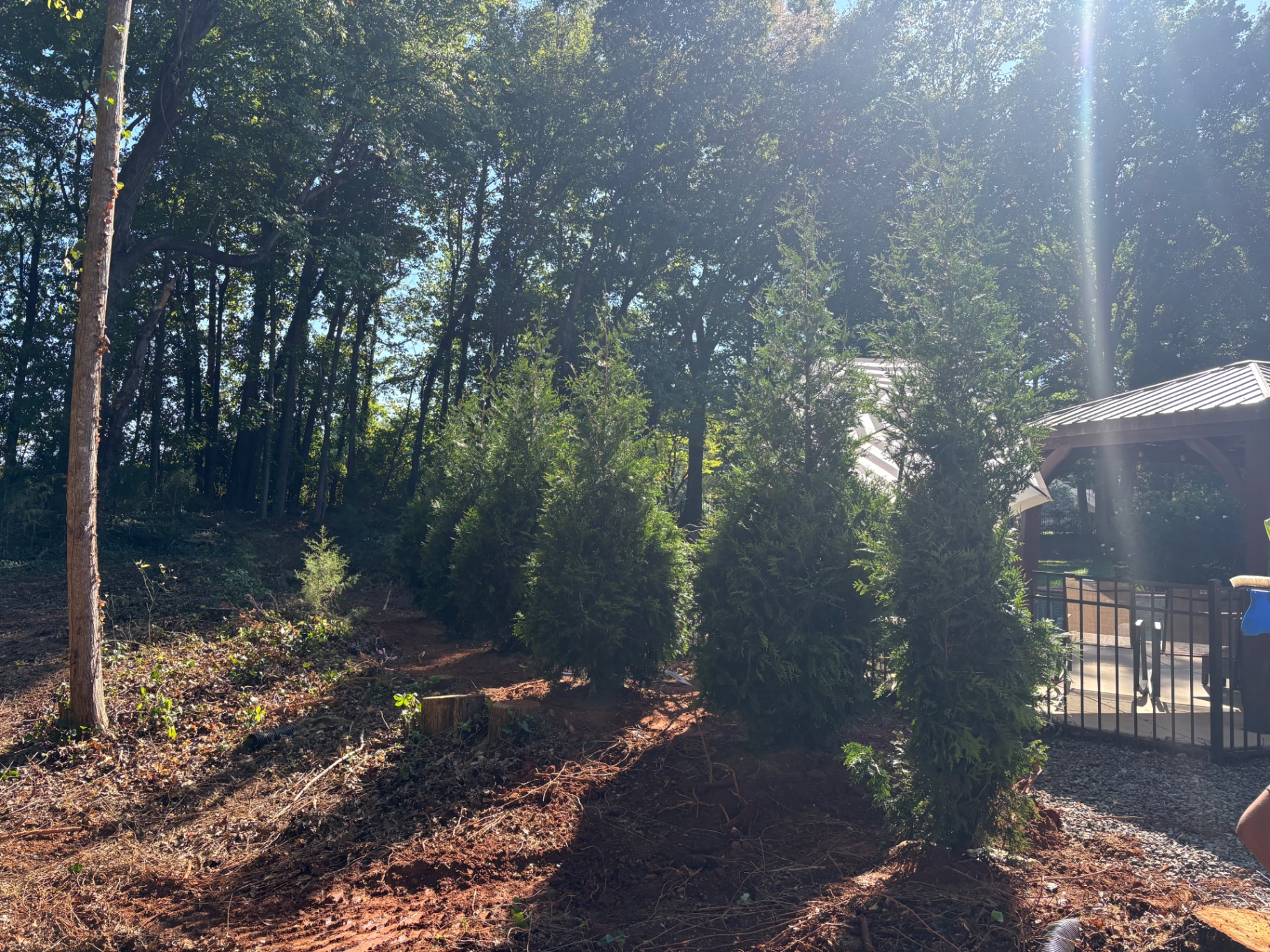 Row of large evergreen privacy trees newly planted along a black metal fence beside a covered patio on a fresh red-clay bed in Mooresville, NC