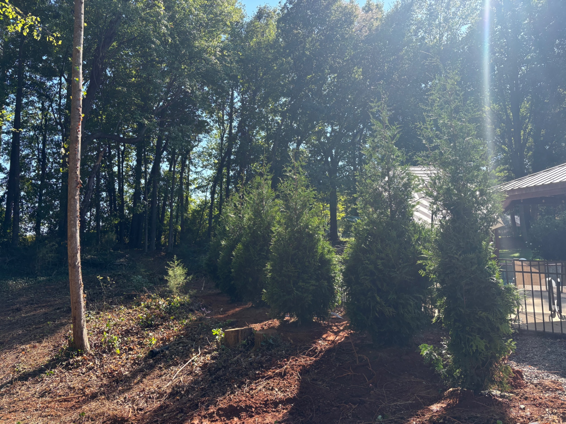 New evergreen arborvitae privacy screen planted along a wooded Lake Norman area property