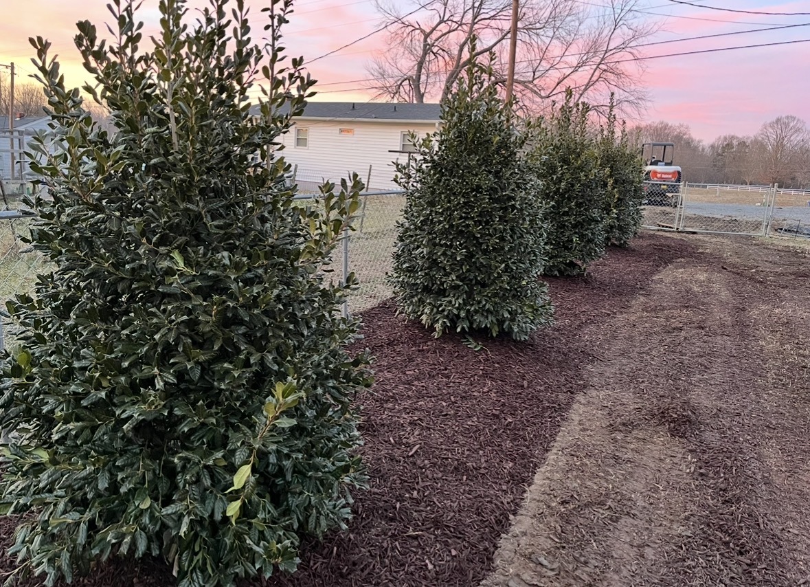Row of newly planted holly shrubs in fresh mulch along a chain-link fence in Mooresville, NC